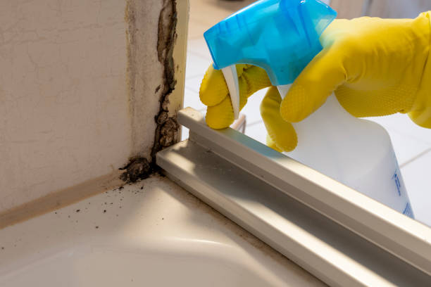Best Fast Mold Removal  in Vermillion, SD