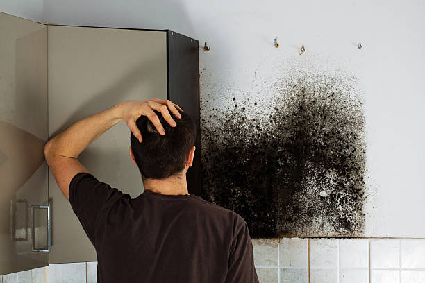 Best Commercial Mold Removal  in Vermillion, SD