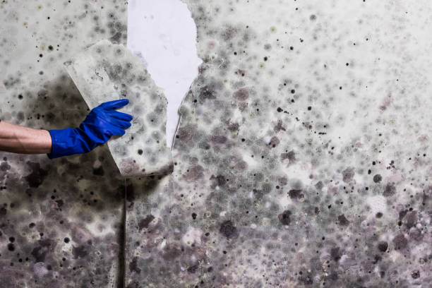 Best Toxic Mold Removal  in Vermillion, SD