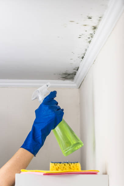 Best Mold Remediation  in Vermillion, SD