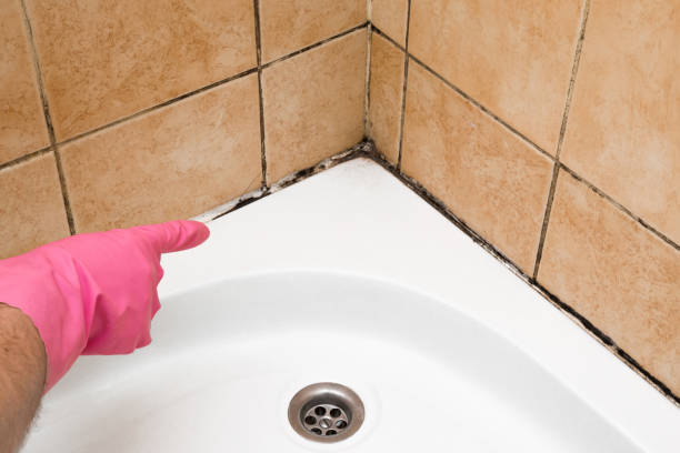 Best Black Mold Removal  in Vermillion, SD