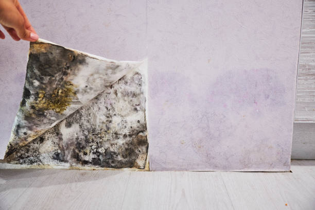 Best Mold Cleaning Services  in Vermillion, SD